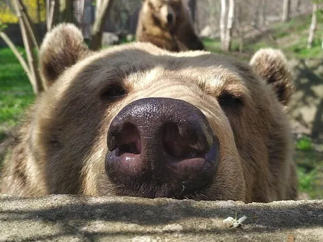 A Szegedi Vadaspark medvéje közelről